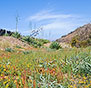 on-Sicily - Nature in Balestrate
