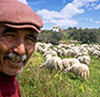 on-Sicily - A shepherd and his sheep in Balestrate