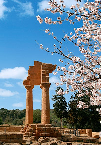 on-Sicily - Almond tree in bloom in Agrigento, Sicily