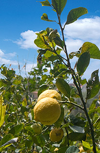 on-Sicily - holiday home Casa Corona - Balestrate, Sicily