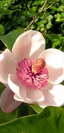 on-Sicily - Apartment Magnolia - Balestrate, Sicily
