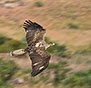 on-Sicily - Eagle in nature reserve Lo Zingaro