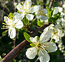 on-Sicily - Flowers in nature reserve Monte Pellegrino