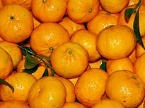 on-Sicily - Sicilian regional products - Mandarino tardivo from Ciaculli