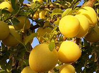 on-Sicily - Sicilian regional products - Susine bianche from Monreale