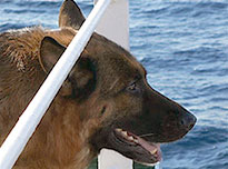 on-Sicily - Traveling with your pet