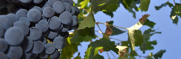 on-Sicily - grapes from organic wine producer Bioviola in Alcamo, Sicily